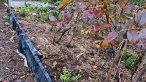 Как определить урожай голубики на следующий год?