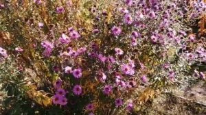 НА ДАЧЕ / ОКТЯБРЬ / ЗАКРЫВАЕМ СЕЗОН/ КРИСЛАЙФ