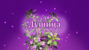 Душица: целебные свойства