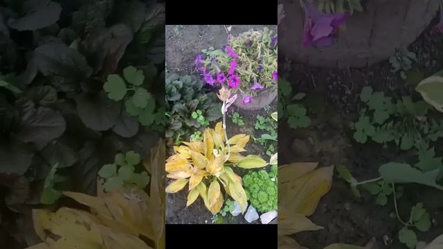 Салат Успех Поиск смотреть онлайн