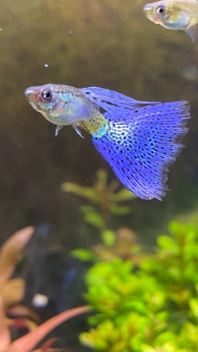 Гуппи голубая и Красная трава смотреть онлайн
