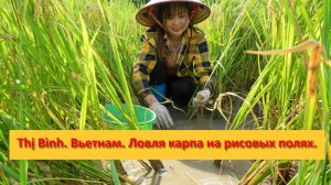 Thị Bình. Вьетнам. Ловля карпа на рисовых полях.