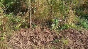 На даче. 19 сентября 2025 г.