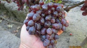 13.09.2025. Виноград ИБИЦА и БАНАНАС в г. Липецке.