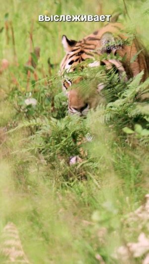 Сколько спит тигр?