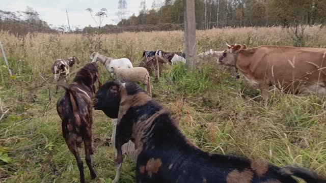 ОСЕННИЙ ВЫГУЛ НАШЕГО СКОТНОГО ДВОРА!