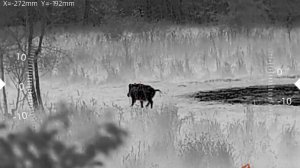 Охота на кабана с вышки 06 октября 2025 года