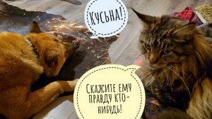 Пёс Кубик принёс мне волка и сжевал бобра! Кошка Морошка в недоумении