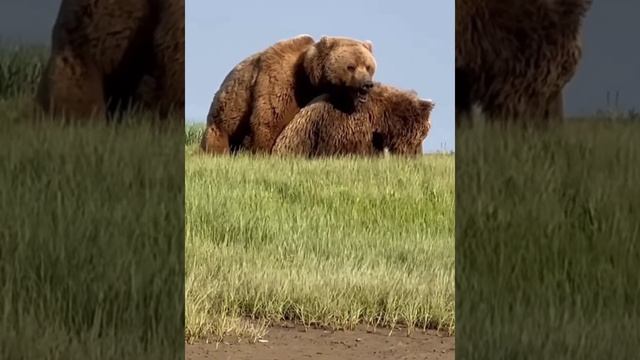 Медвежья свадьба смотреть онлайн