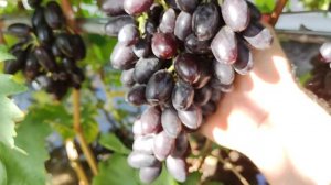 ИНТЕРЕСНАЯ НОВИНКА ОТ КАЛУГИНА!!!🍇🍇🍇 Telegram, WhatsApp и Vlber +79528500417. Тел.+79054033245.