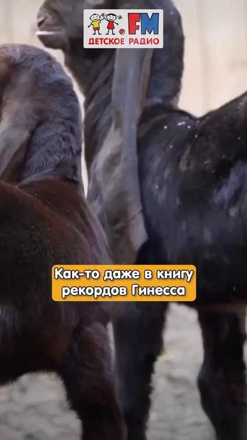 Веснушка и Кипятоша про редкую породу козлят - Камори. #детскоерадио #козлята #великийустюг смотреть онлайн