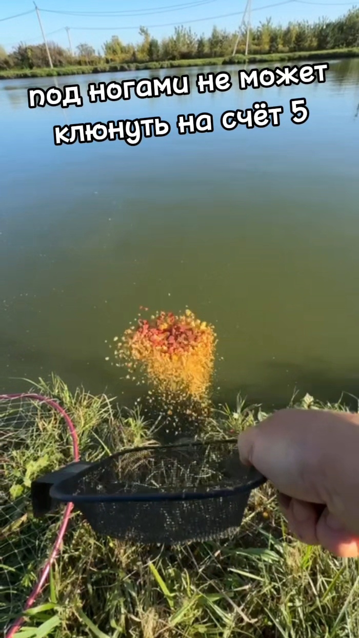 ЛЕНЬ ЗАКИДЫВАТЬ УДОЧКУ #dunaevmedia #рыбалка #fishing #carpfishing #carp смотреть онлайн