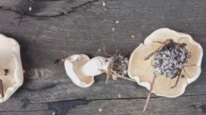 ⚠️🍄 Ложный шампиньон: почему он горький и несъедобный