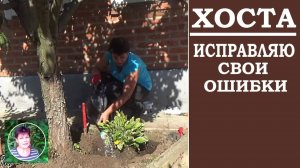 Как вырастить хосту  Исправляю свои ошибки при выращивании хосты