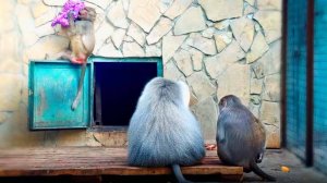 Театр одной ЛЮСИ! Драмма в эфире, Елисей и Лида в партере! Как тяжело красивым гамадрилам! Тайган