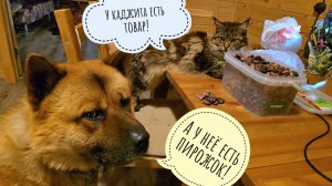 Пёс Кубик напросился в гости к кошке Морошке, наелся хрустелок, а пирожок не дали!