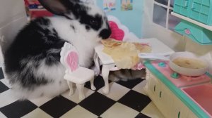 КТО в ГОСТЯХ у ХОМЯЧКОВ?** СУПЕР БАБУЛЯ и БЛИНЧИКИ