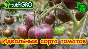 ШОК! Сорта томата, которые УДИВЯТ своими плодами! Такое можно продавать? Странные томаты Сааковой.
