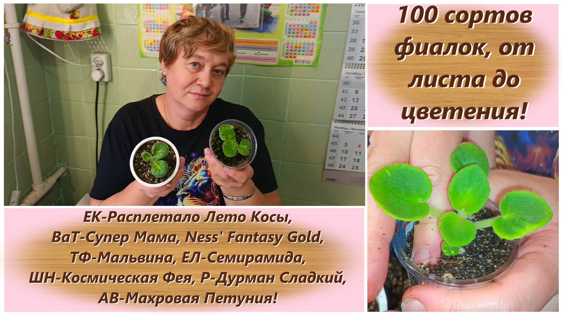 100 сортов фиалок, от листа до цветения! Этап четвертый!Пересаживаем детки фиалок, беседуем о сортах