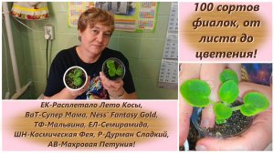 100 сортов фиалок, от листа до цветения! Этап четвертый!Пересаживаем детки фиалок, беседуем о сортах