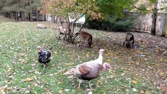 Природа Креатово