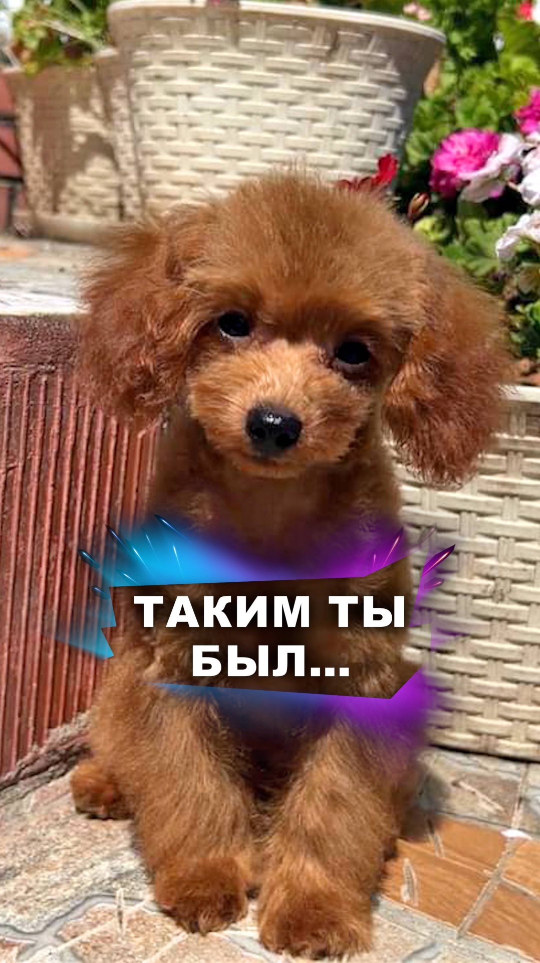 Разве можно было его не забрать? #животные смотреть онлайн