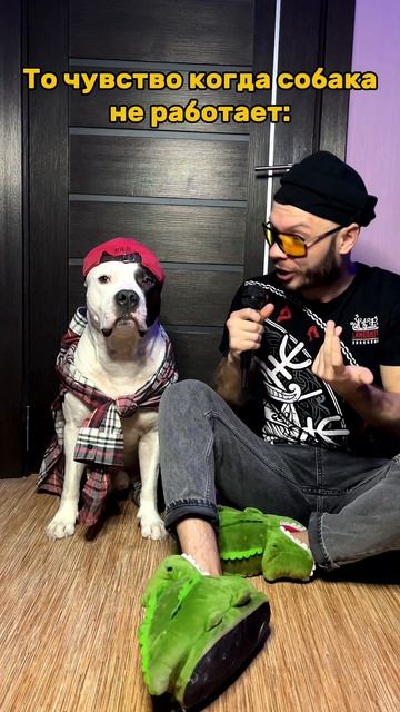 Безработная собака. #shorts смотреть онлайн