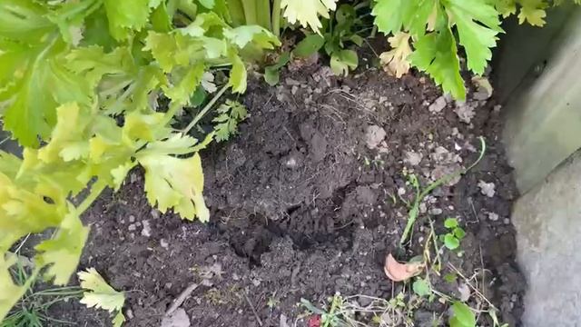 Сельдерей черешково- листовой сорт Королевский. Собираю урожай 8 сентября смотреть онлайн