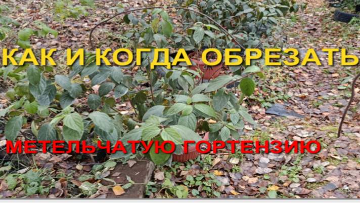 КАК И КОГДА ОБРЕЗАТЬ МЕТЕЛЬЧАТУЮ ГОРТЕНЗИЮ? смотреть онлайн