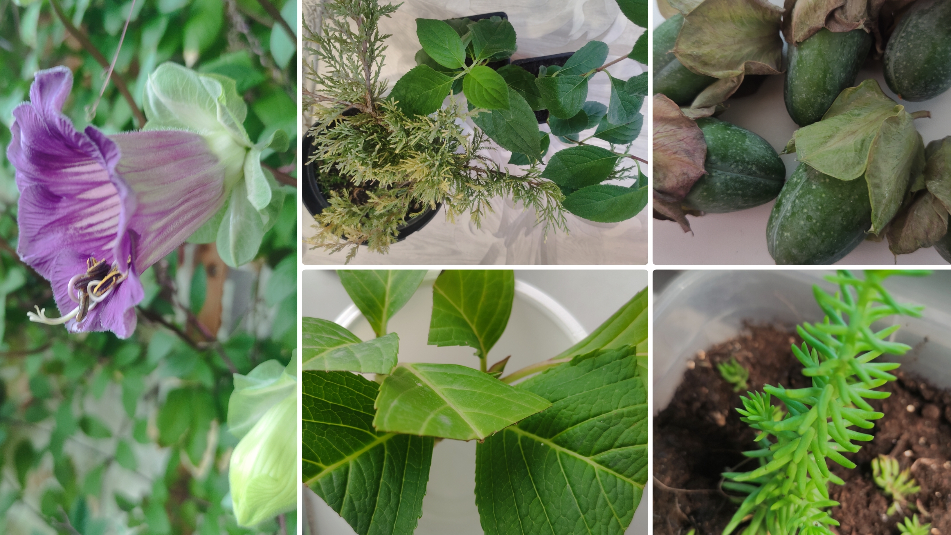 Начинаем новый сезон.Черенкую растения к новому сезону.Покупка саженцев на озоне.Серенкую гортензию. смотреть онлайн