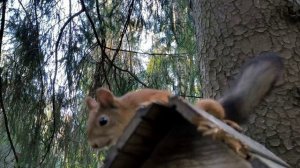 Игорь Скерцо - Белка, Павловск, Октябрь 2025