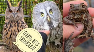 Взяли важное у совы Ёлки, встретили утро в тумане, рыбку в автолаке, потыкали сову Кофи