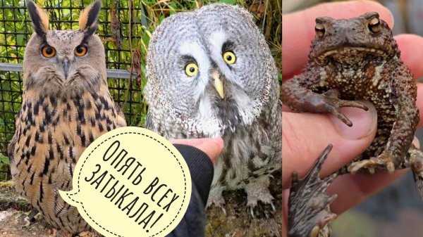 Взяли важное у совы Ёлки, встретили утро в тумане, рыбку в автолаке, потыкали сову Кофи