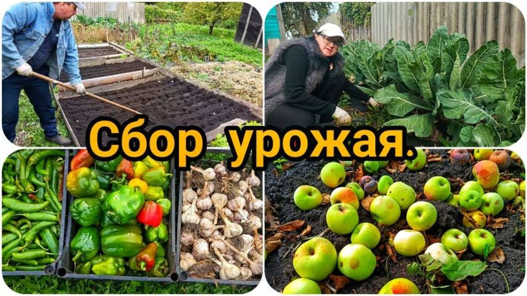 ПОСАДИЛИ ЧЕСНОК 🧄🧄 СОБРАЛИ УРОЖАЙ 🌶️🫑🍎🍏 ПОЕХАЛИ ДОМОЙ 🏡 смотреть онлайн