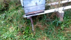 Пасека 8 октября после обработки бипином.