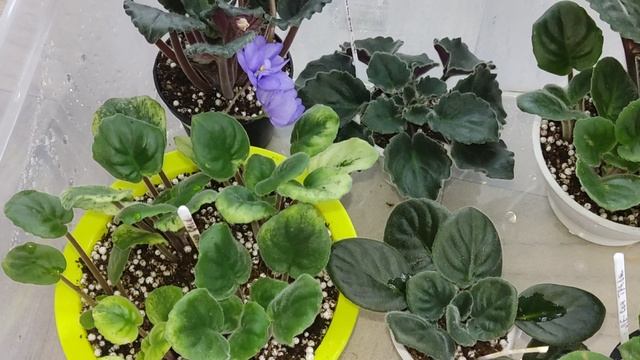 Фиалки у Алисы 💖. смотреть онлайн