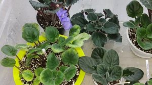 Фиалки у Алисы 💖.