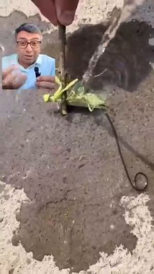 Интересное в природе