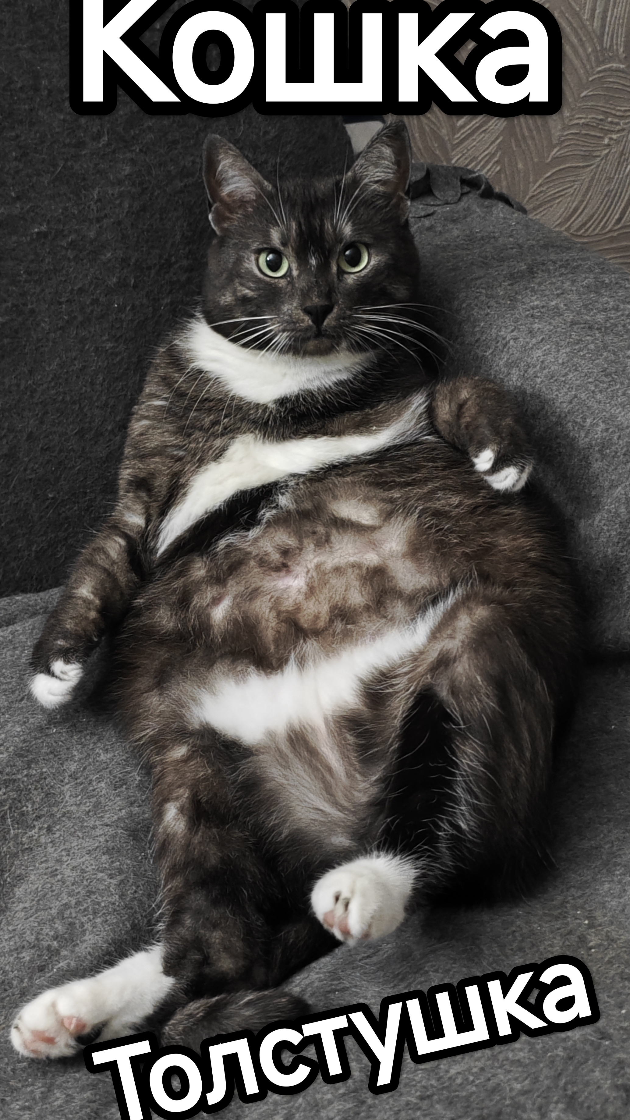Кошка толстушка смотреть онлайн