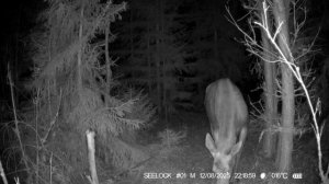 Фотоловушка в лесу. Купил себе игрушку, теперь думаю как забрать её из леса после такого