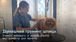 Домашний груминг шпица: учимся выбирать и использовать инструменты для вычеса