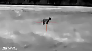 Выстрел по лисе с тепловизионного прицела  SFH VARG L25 #охота #iray #тепловизор #ray