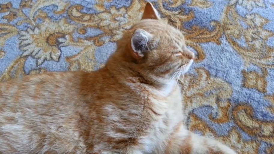 Сонный кот. Часть 3 смотреть онлайн