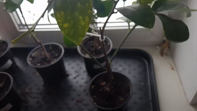 Занес Экзоты и Цитрусы домой