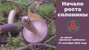 Начало роста солонины. Дневник грибника 17 сентября 2023 года.