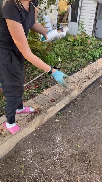 Пора сажать чеснок  #садоводничество #запасыназиму #дача #огород