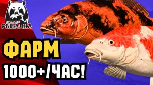 🤯 СУПЕР ФАРМ МЕДНОЕ РР4! Новые Точки для Фарма РР4!