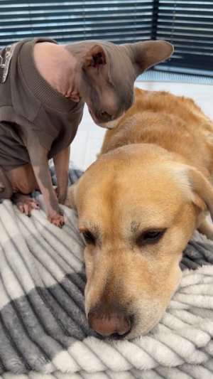 Кот всегда поддержит😊