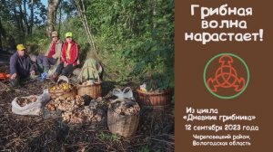 Грибная волна нарастает! Дневник грибника 12 сентября 2023 года.