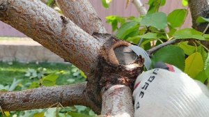 Второй сезон обрезки черешен в октябре.